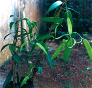 Vanilla Planifolia Plant
