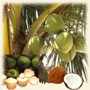 coconut