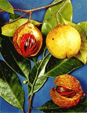 Nutmeg