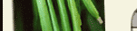 Vanilla Beans