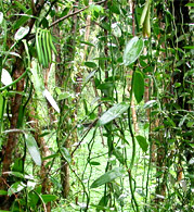 Vanilla Plant and Beans