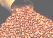 Cocoa Beans