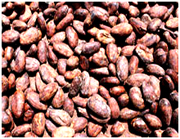 Cocoa Beans