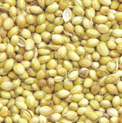 Coriander