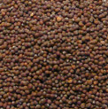 Mustad Seed