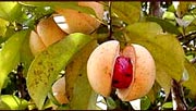 Nutmeg