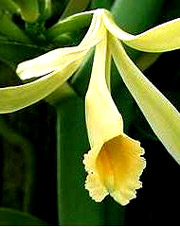 Vanilla Flower